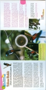 Малайзия 25 сен 2004 Вымирающие виды - Чёрно-Красный Рогоклюв в буклете